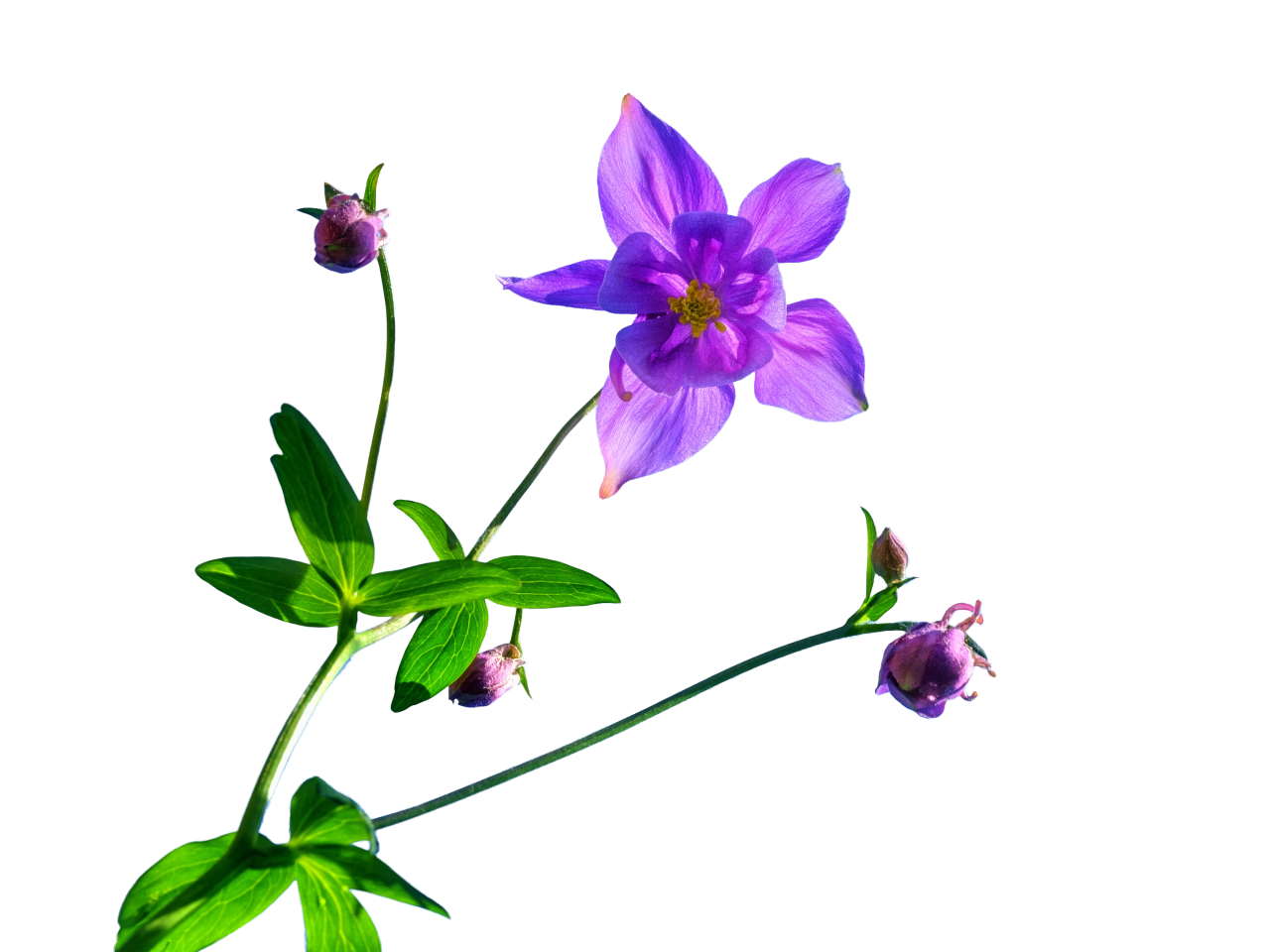  blooming,branch,overlay,png,nature,leaf,flower,plant,backgrounds,illustration,summer,vector,green color,freshness,decoration,beauty in nature,blossom,blue,flower head,design,petal,springtime,pattern,multi colored,purple
