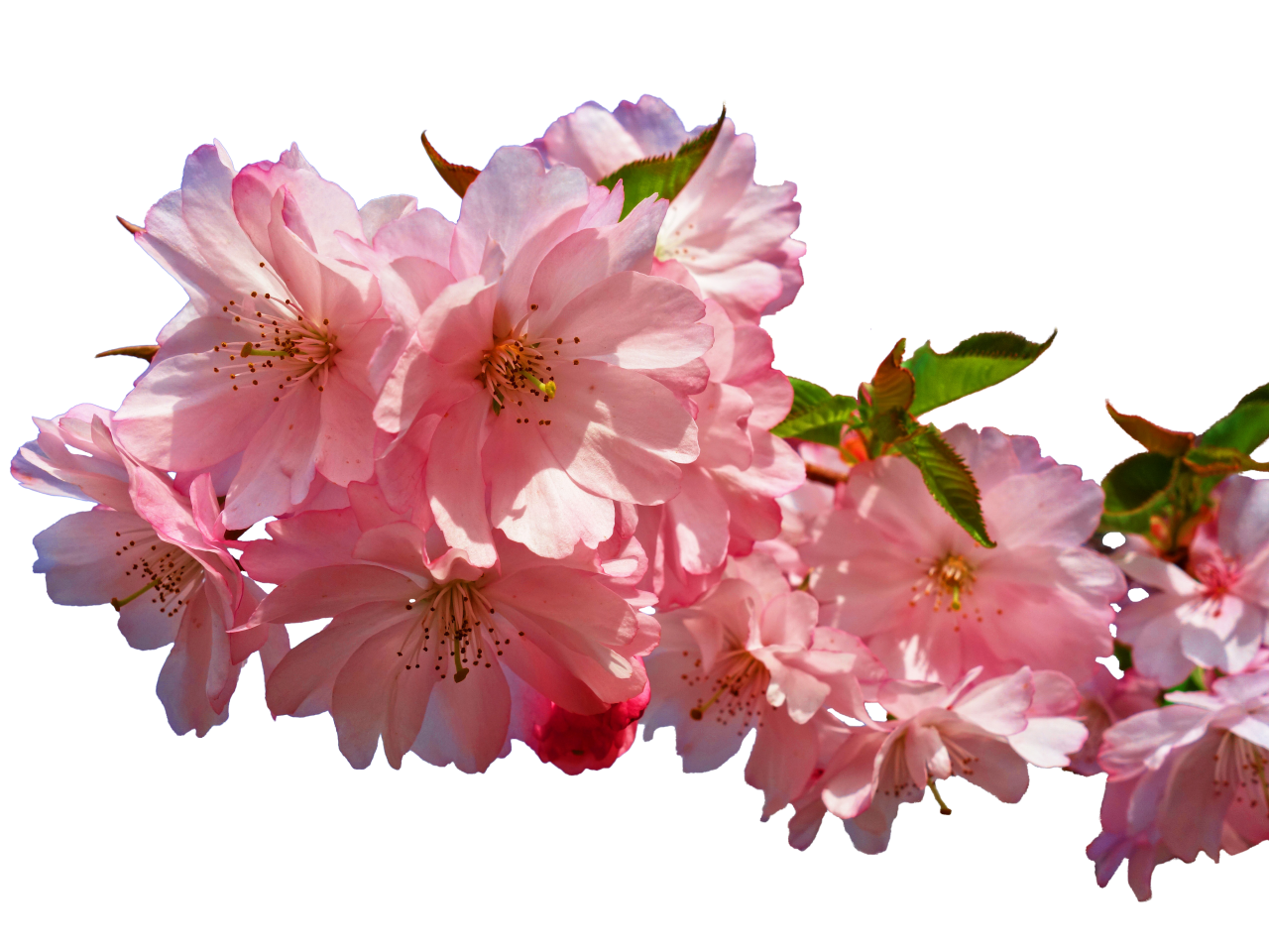  blooming,branch,overlay,png,flower,nature,pink color,plant,leaf,blossom,flower head,petal,close-up,summer,springtime,backgrounds,beauty in nature,freshness,botany,season,bouquet,branch,decoration,outdoors,tree