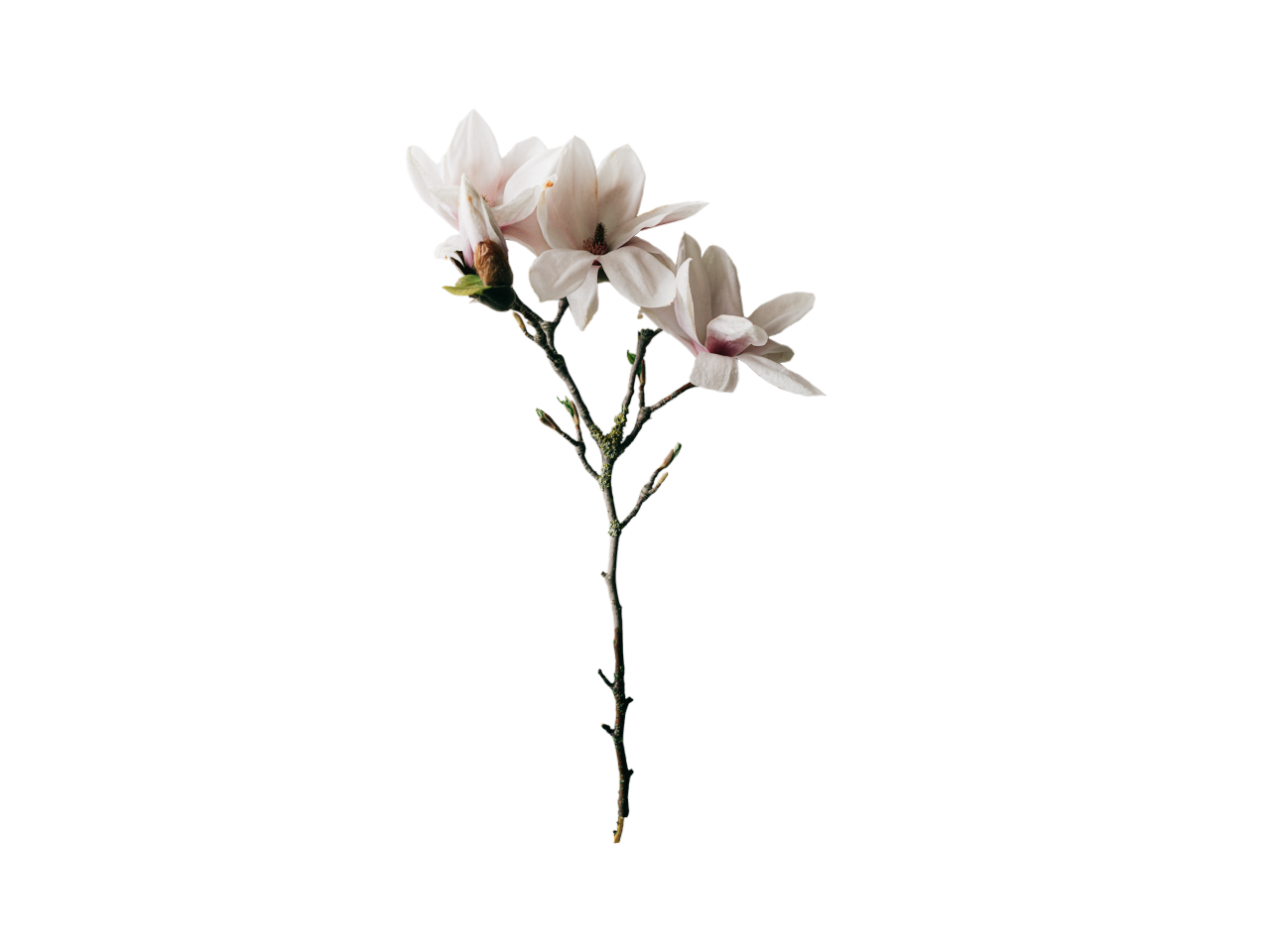  blooming,branch,overlay,png,nature,flower,plant,leaf,illustration,vector,backgrounds,decoration,design,summer,blossom
