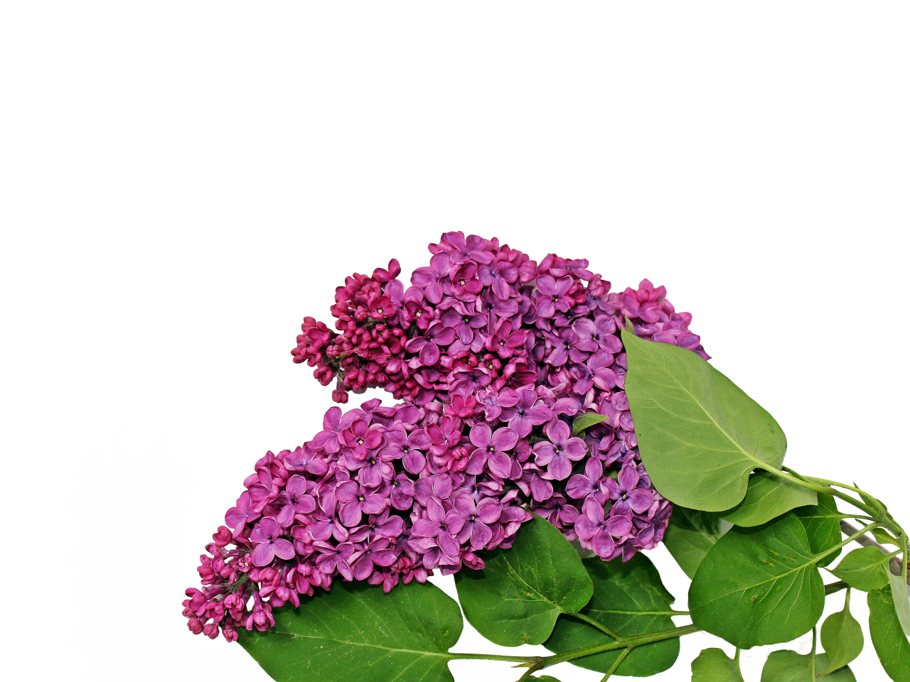  blooming,branch,overlay,png,nature,close-up,leaf,plant,flower,summer,flower head,purple,freshness,petal,blossom,botany,backgrounds,pink color,green color,hydrangea,beauty in nature,bouquet,springtime