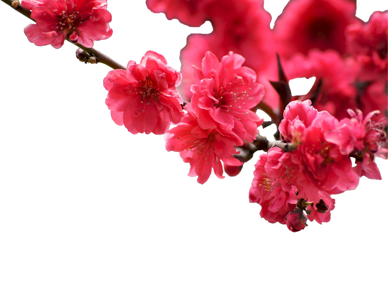  blooming,branch,overlay,png,flower,nature,plant,pink color,blossom,flower head,springtime,leaf,petal,backgrounds,freshness,close-up,season,summer,botany,beauty in nature,branch,decoration,bouquet,outdoors,tree