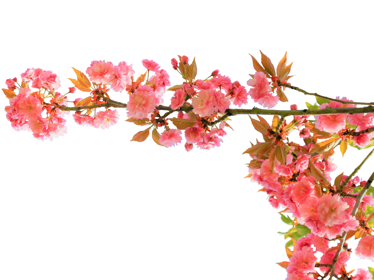  blooming,branch,overlay,png,flower,pink color,nature,leaf,blossom,plant,backgrounds,season,branch,springtime,tree,backdrop,illustration,vector,flower head,decoration,summer,design,petal