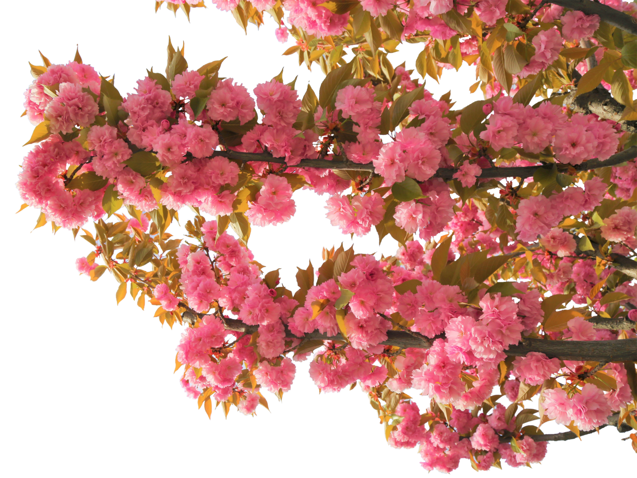 floreciente,rama,superposición,png,color rosa,naturaleza,hoja,fondos,planta,flor,árbol,temporada,flor,al aire libre,rama,primavera,frescura,cabeza de flor,verano,primer plano,multicolor,belleza en la naturaleza ,pétalo,botánica,decoración,ramo