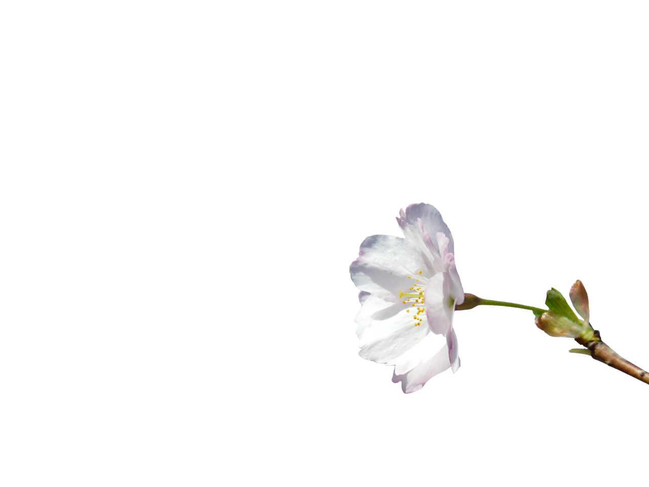  blooming,branch,overlay,png,flower,nature,plant,leaf,backgrounds,illustration,flower head,design,petal,vector,blossom,decoration,summer,bouquet