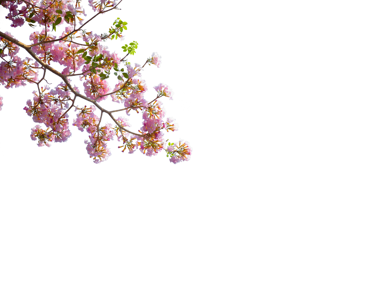  blooming,branch,overlay,png,nature,flower,plant,leaf,backgrounds,tree,vector,illustration,blossom,branch,season,pink color,summer,springtime,petal,decoration,design,freshness