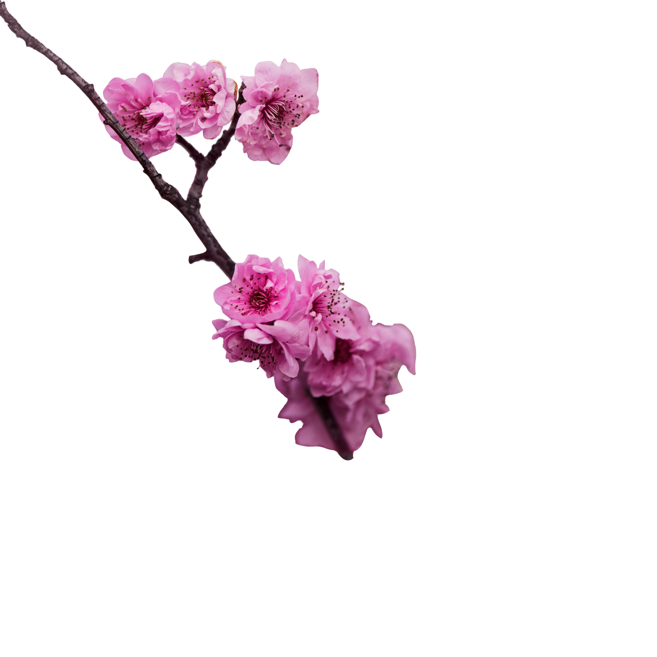  blooming,branch,overlay,png,flower,nature,backgrounds,pink color,blossom,plant,vector,branch,leaf,petal,springtime,decoration,illustration,design,flower head,tree,season,botany