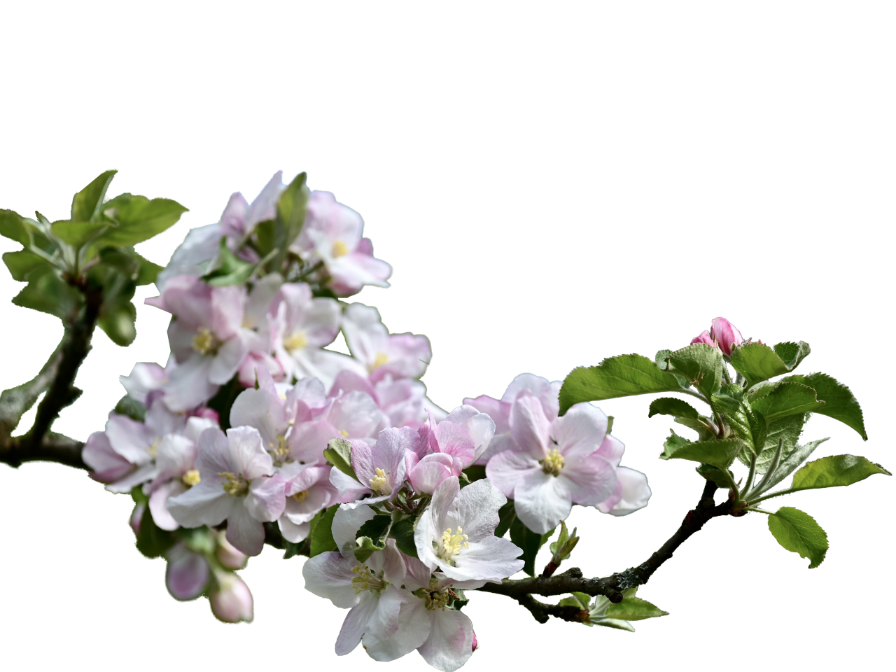  blooming,branch,overlay,png,nature,leaf,springtime,flower,plant,branch,freshness,blossom,flower head,petal,tree,summer,close-up,backgrounds,pink color,beauty in nature,season,botany,green color,outdoors,vector,growth