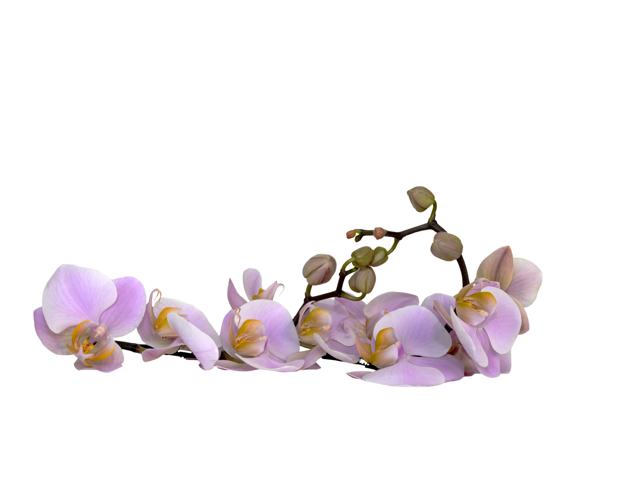  blooming,branch,overlay,png,flower,nature,plant,backgrounds,vector,illustration,decoration,design,leaf,summer,blossom,bouquet,petal,flower head
