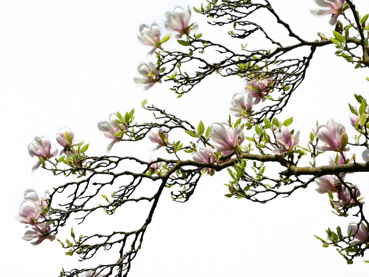  blooming,branch,overlay,png,nature,springtime,flower,branch,close-up,plant,flower head,leaf,blossom,freshness,petal,season,outdoors,tree,blue,summer,beauty in nature,botany,backgrounds,pink color,growth