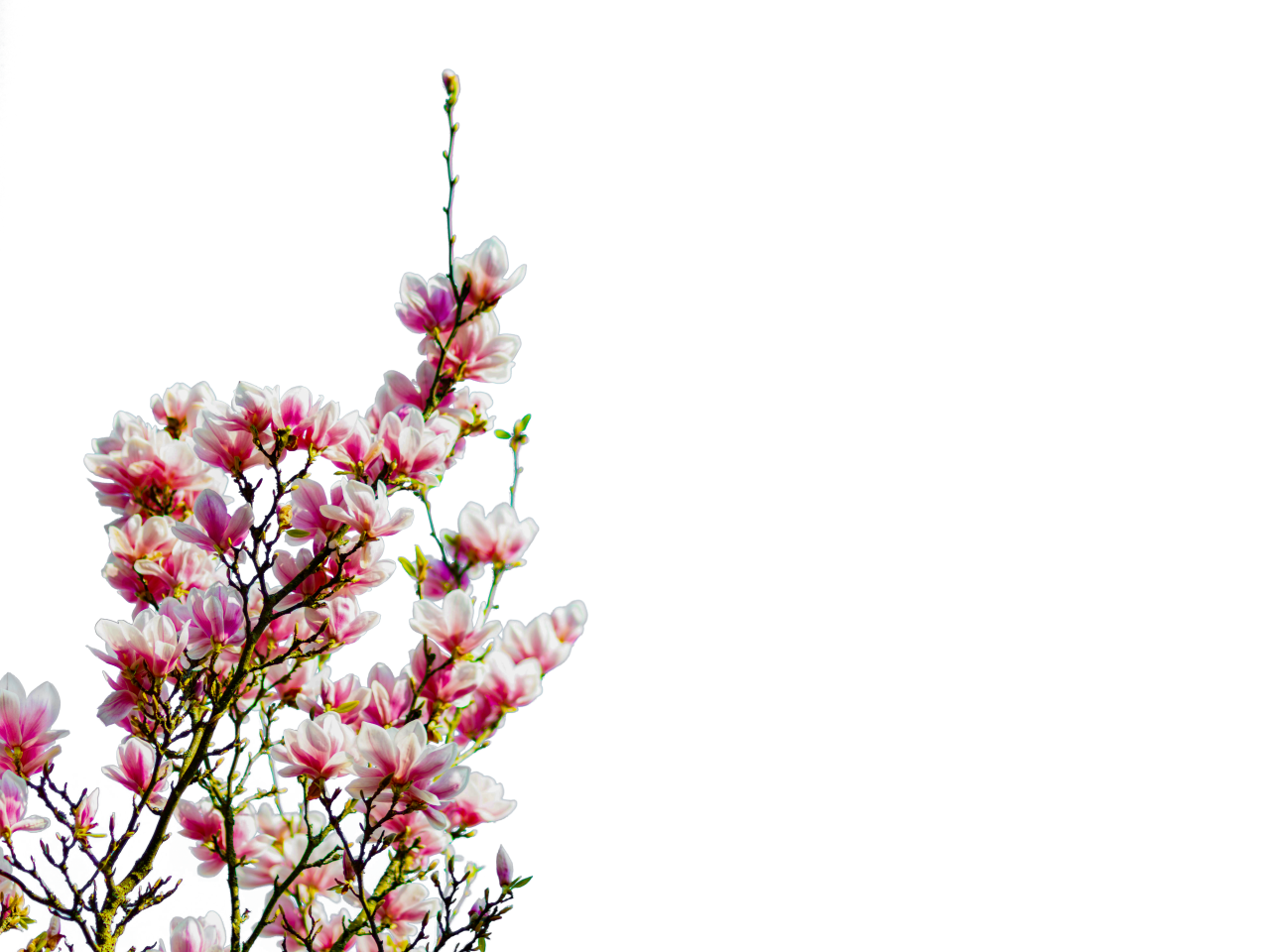  blooming,branch,overlay,png,flower,nature,plant,backgrounds,leaf,springtime,flower head,blossom,branch,pink color,petal,freshness,close-up,season,beauty in nature,tree,summer,botany,outdoors,decoration,growth