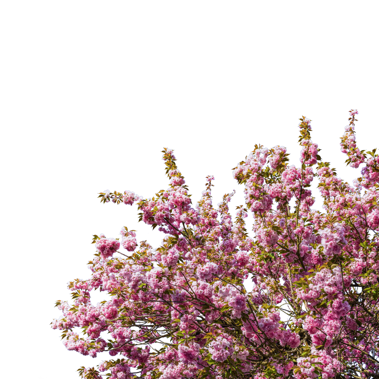 floreciente,rama,superposición,png,naturaleza,hoja,planta,fondos,árbol,flor,primavera,rama,al aire libre,verano,temporada,color rosa,cabeza de flor,pétalo,belleza en la naturaleza,frescura,primer plano, botánica, decoración