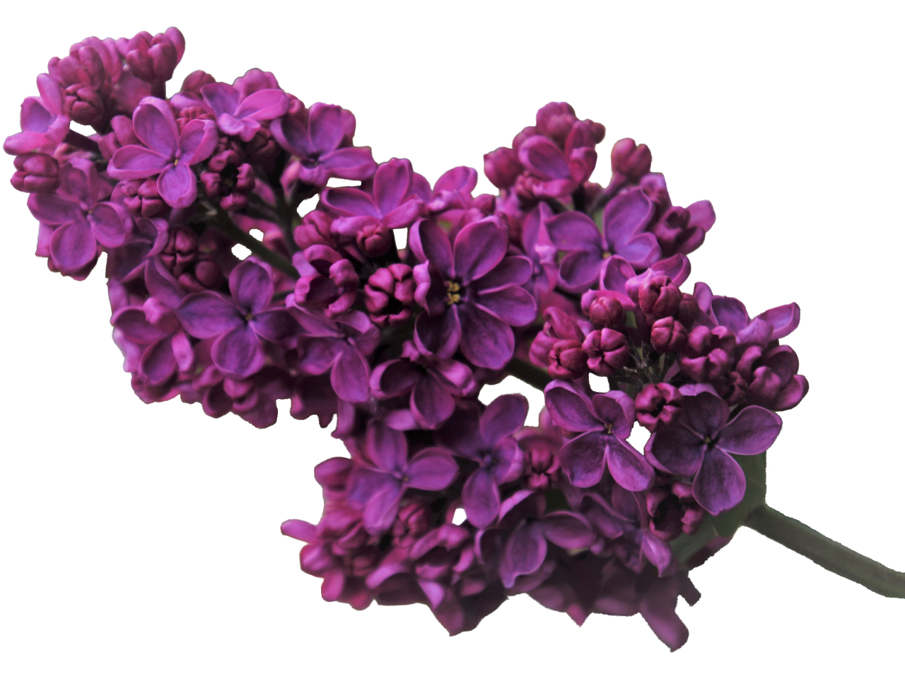  blooming,branch,overlay,png,flower,purple,nature,plant,leaf,blossom,bouquet,backgrounds,flower head,decoration,vase,botany,summer,lilac,petal,gift,pink color