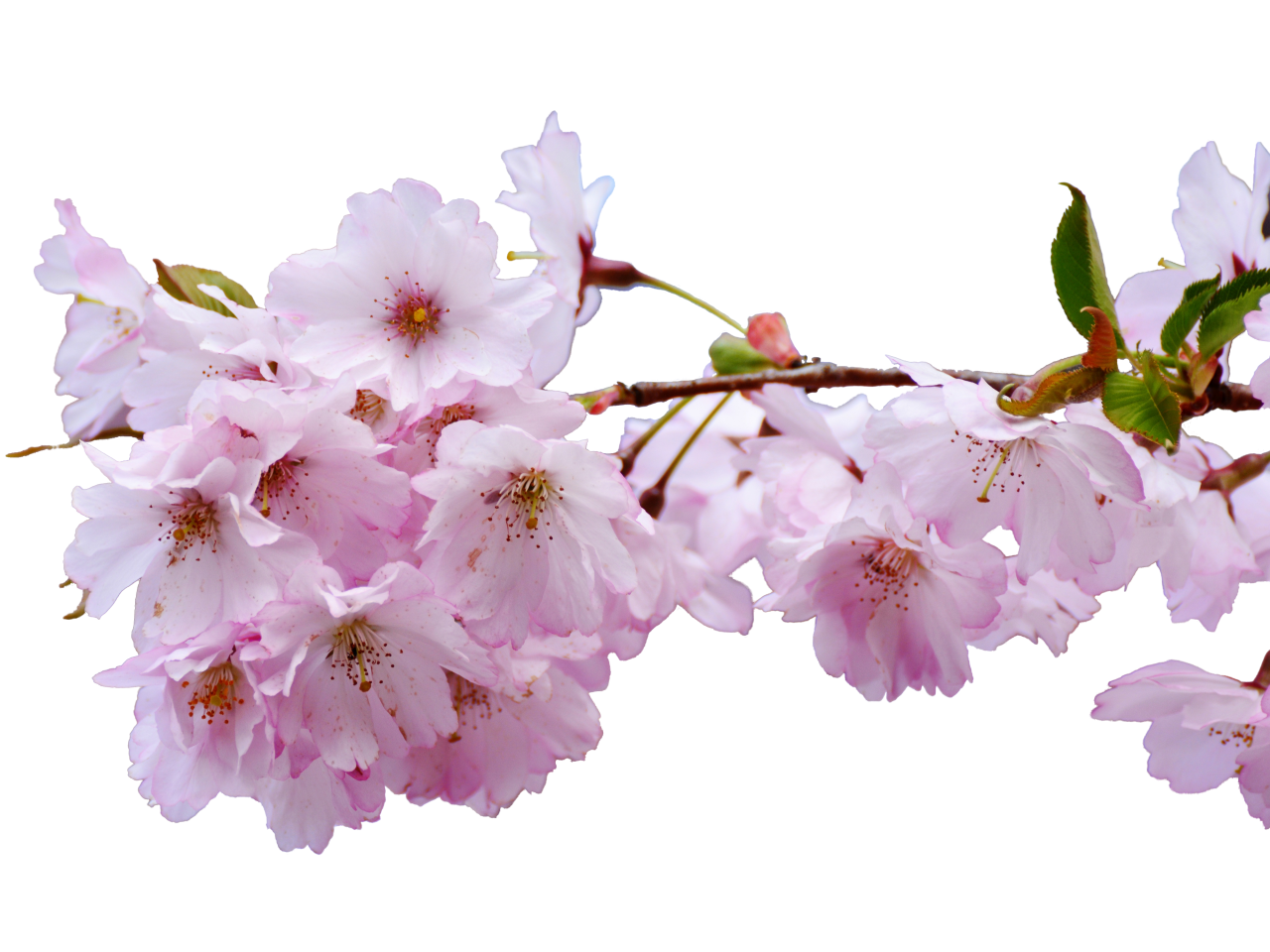  blooming,branch,overlay,png,nature,springtime,flower,plant,branch,blossom,season,pink color,leaf,freshness,backgrounds,tree,petal,flower head,beauty in nature,close-up,summer,outdoors,botany,vector,cherry blossom,decoration,growth