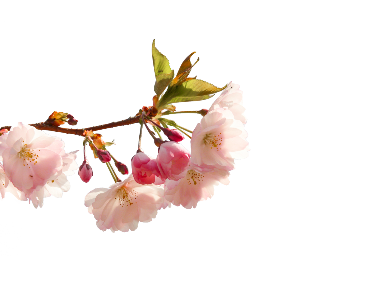  blooming,branch,overlay,png,flower,nature,springtime,plant,petal,blossom,leaf,flower head,pink color,freshness,branch,close-up,beauty in nature,season,backgrounds,summer,botany,tree,cherry blossom
