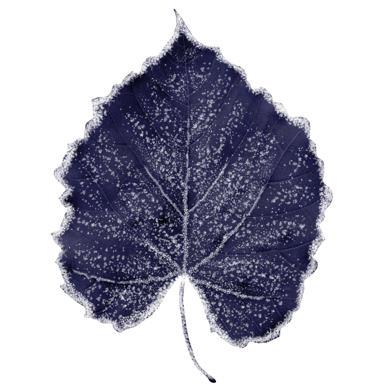  Winter Leaves, Overlay, png, nature, leave, winter, geometric, christmas, ornament, tattoo, plant, petals, graphic, pattern, frame, organic, foliage, leaf, season, renewal, frozen