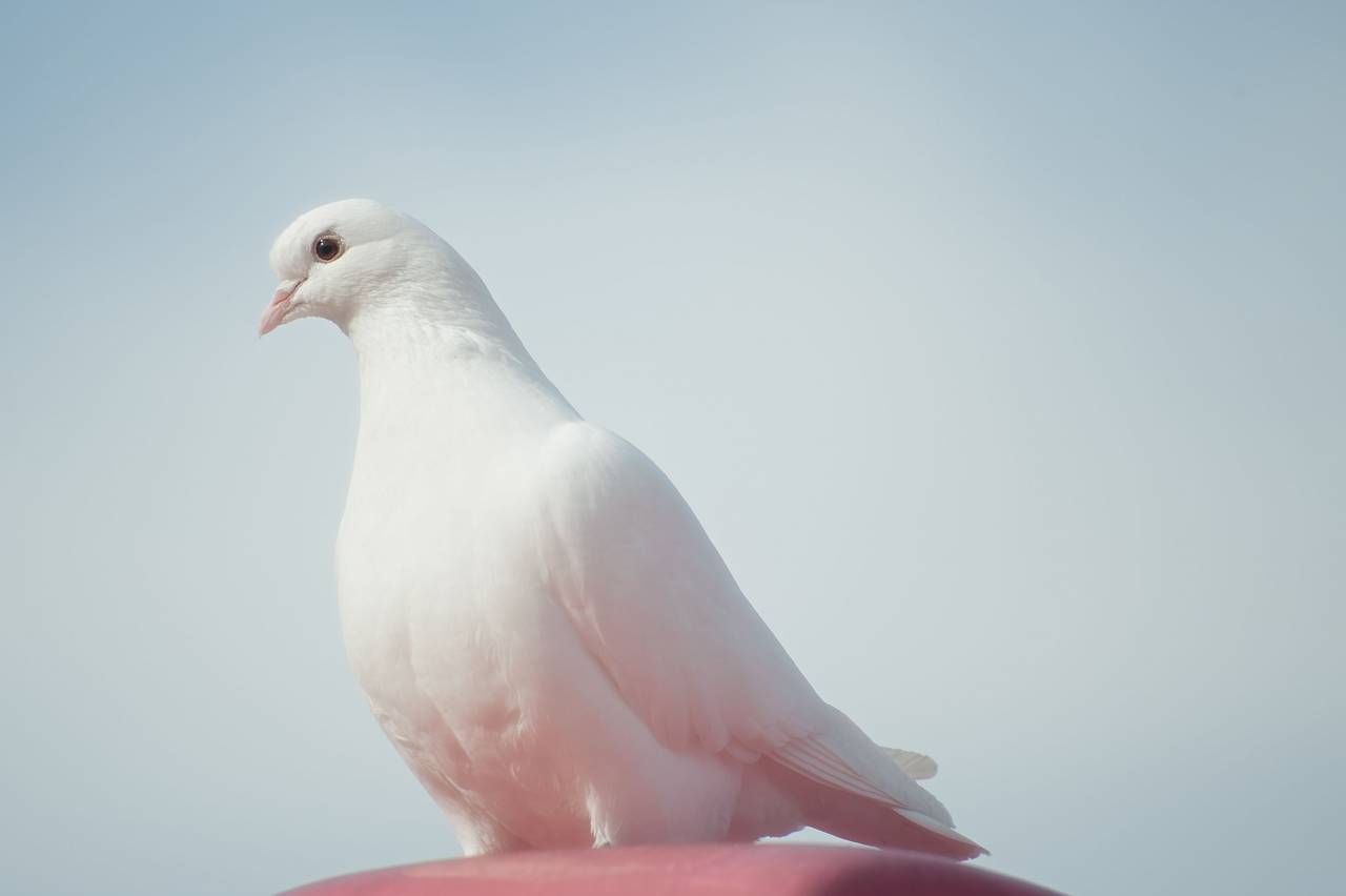 animals, birds, dove, pure, white,
, 