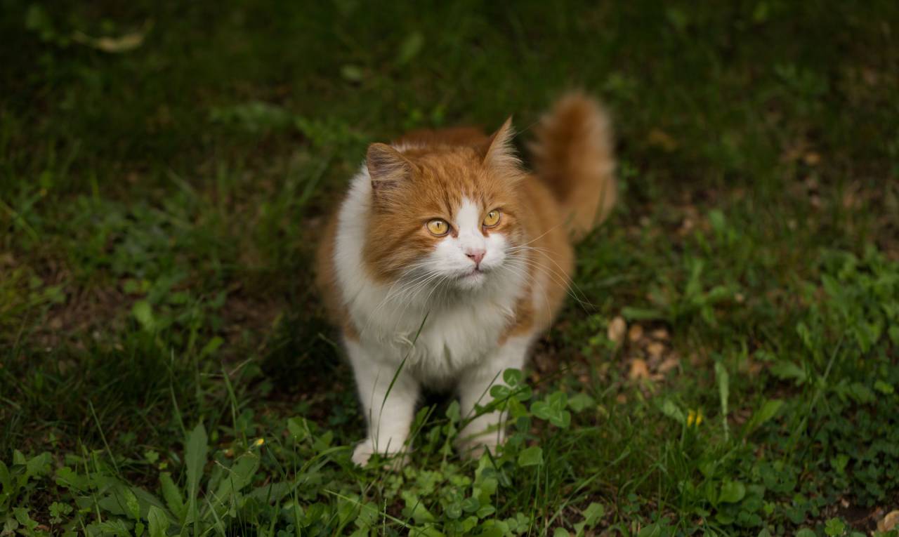 gato, mascota, animal, verde, hierba,