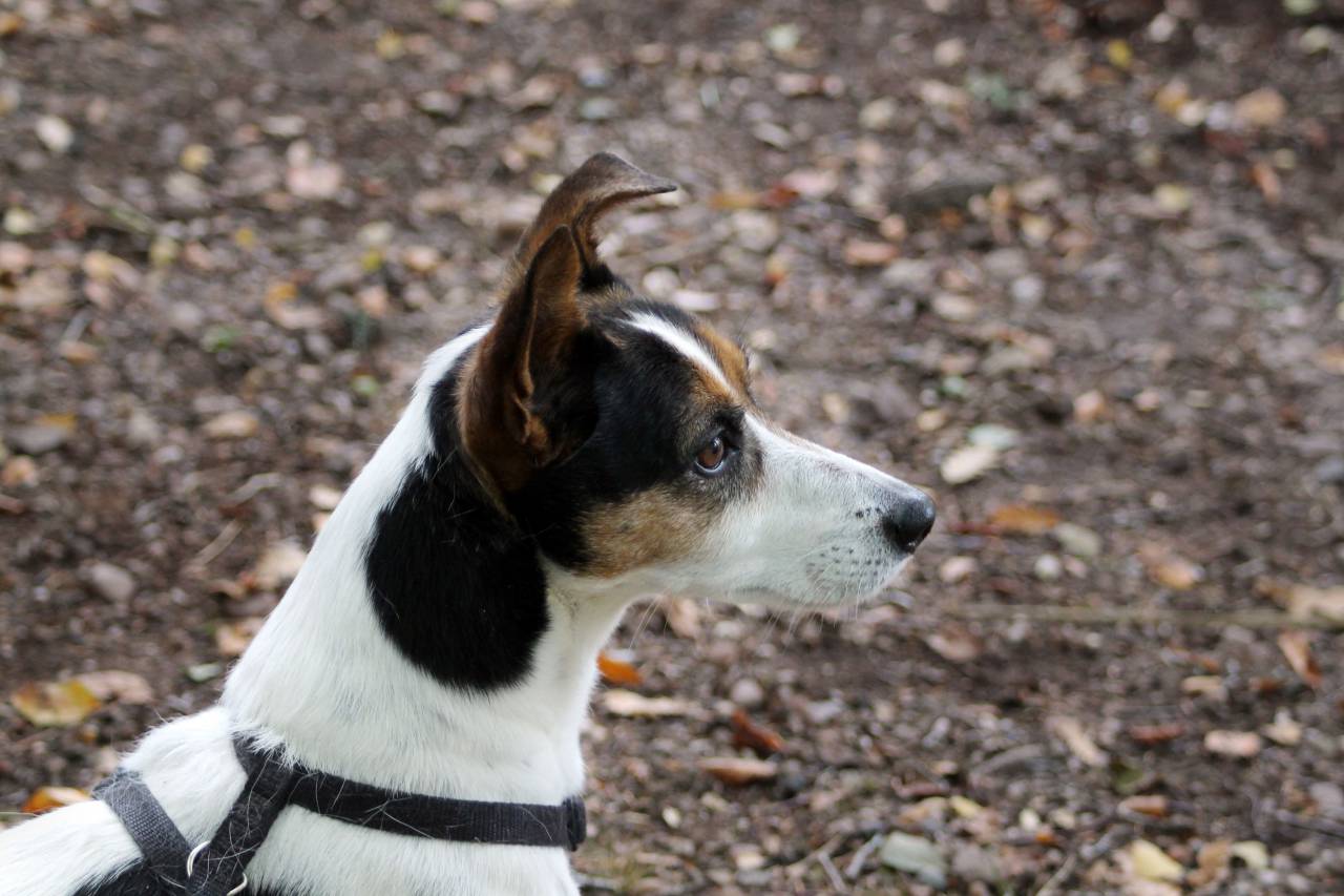 dog, puppy, animal, white, stray, leaves, dried
, 