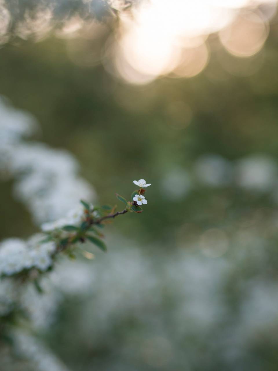 flower, bloom, petal, nature, plant, blur, bokeh
, 