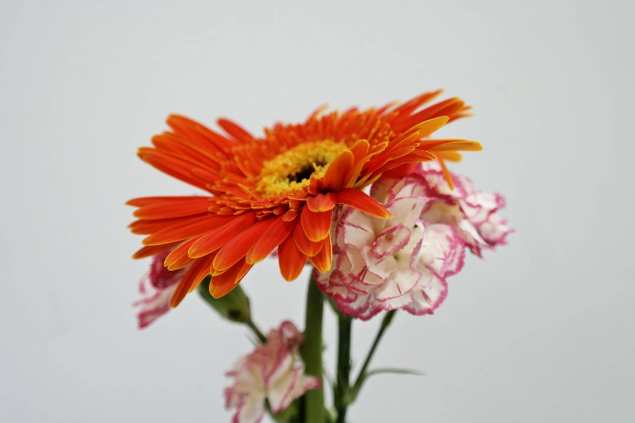 Flor, pétalos, colorido, planta, naturaleza, naranja, blanco, amarillo, rosa