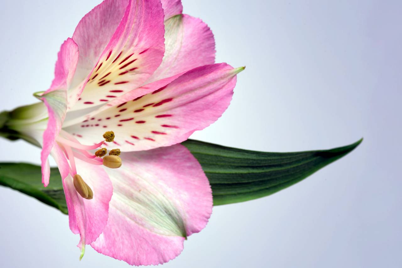 macro, flower, petals, nature, beautiful, fresh, organic, bloom, blossom, botany, pink, floral, detail, pollen
, 