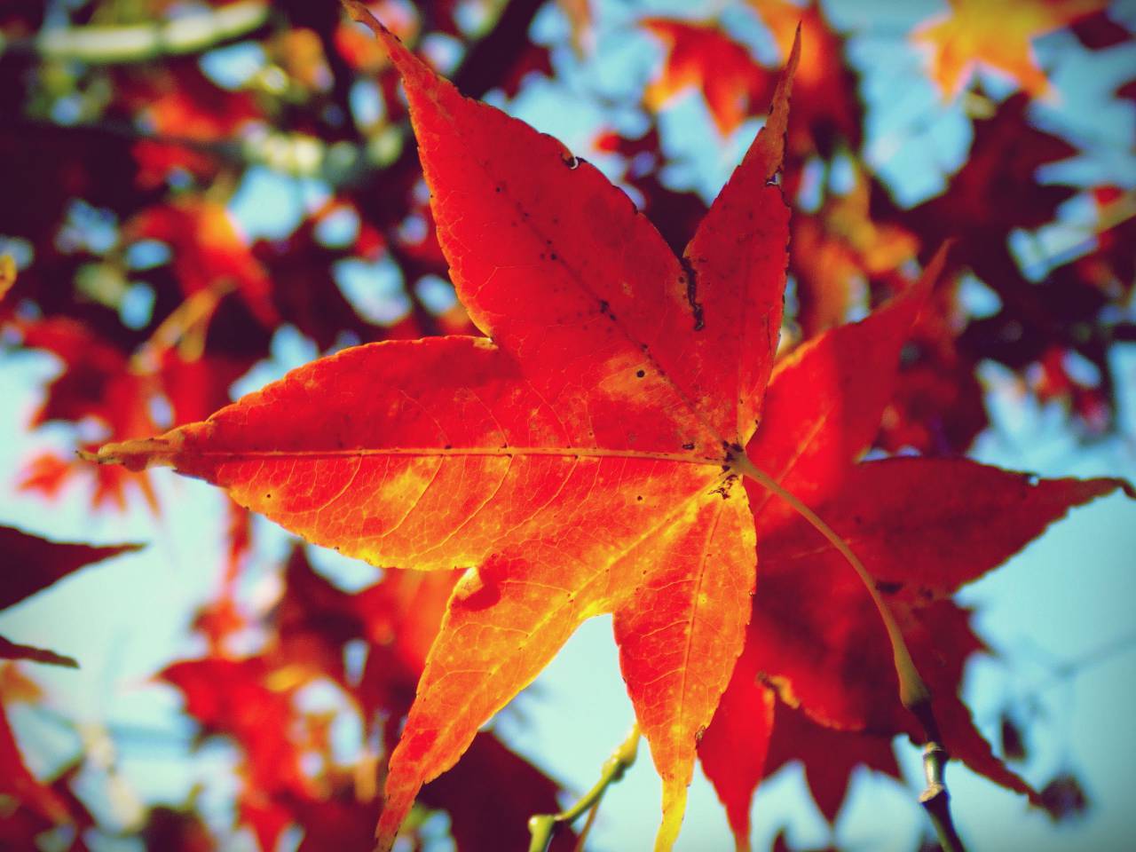 maple leaf, leaves, tree, red, orange, autumn
, 