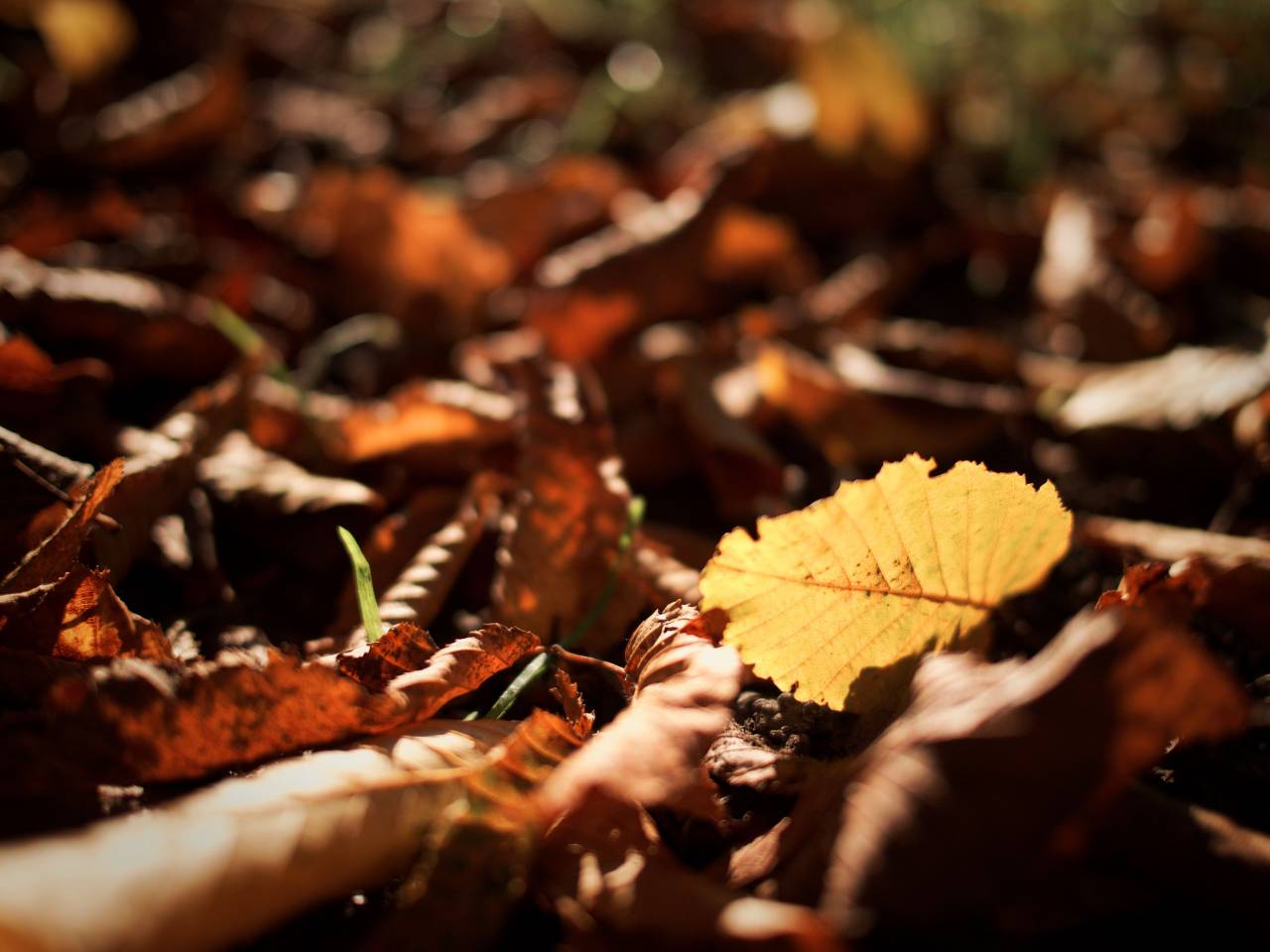 nature, landscape, leaves, dried, autumn, fall
, 