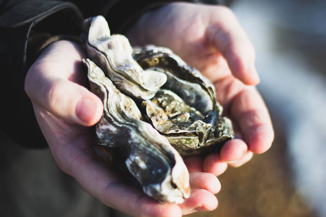 nature, oysters, shells, people, hands
, 