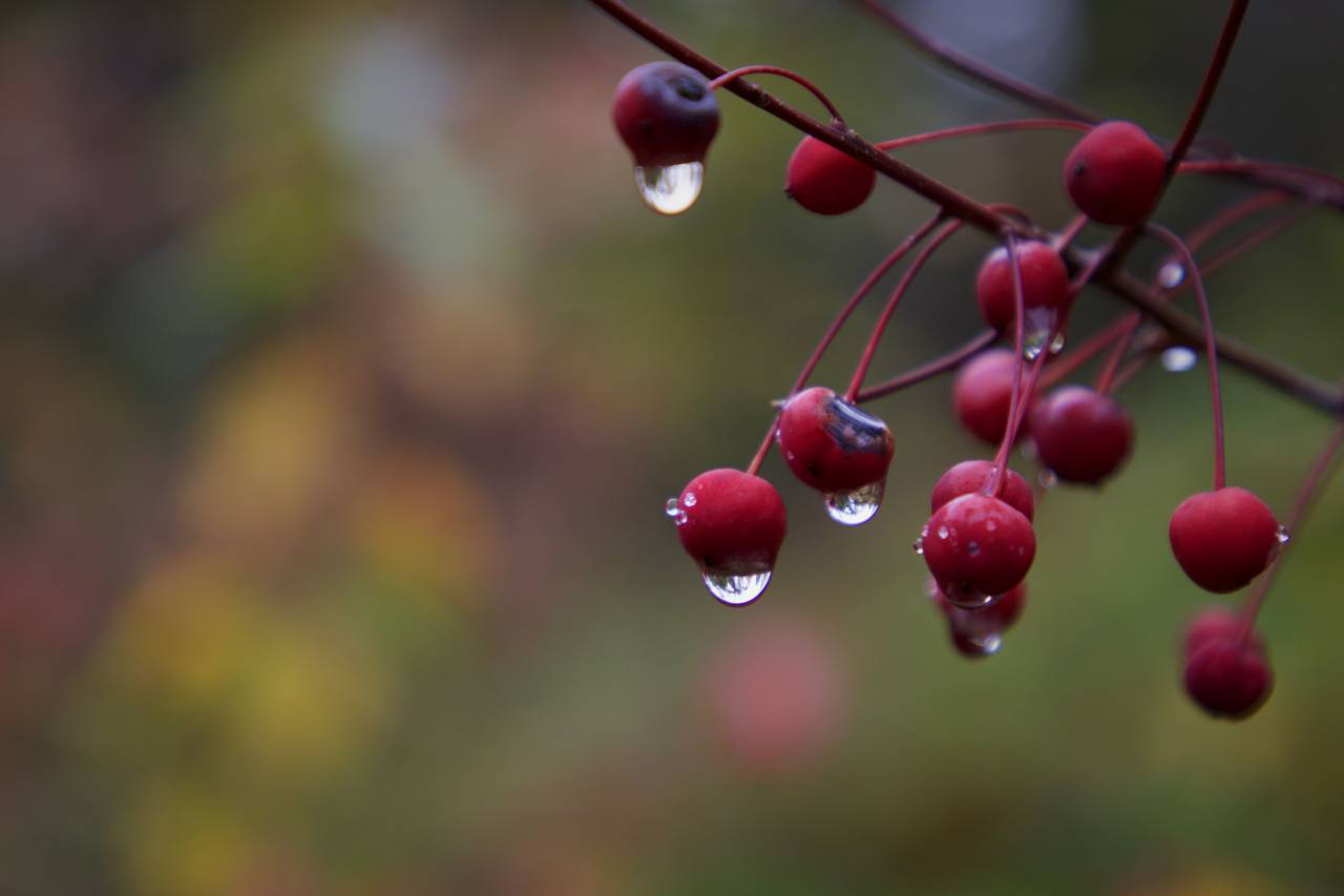 rain, drops, nature, plant, berry, dew, wet, bokeh, outdoors, close up, environment, background
, 