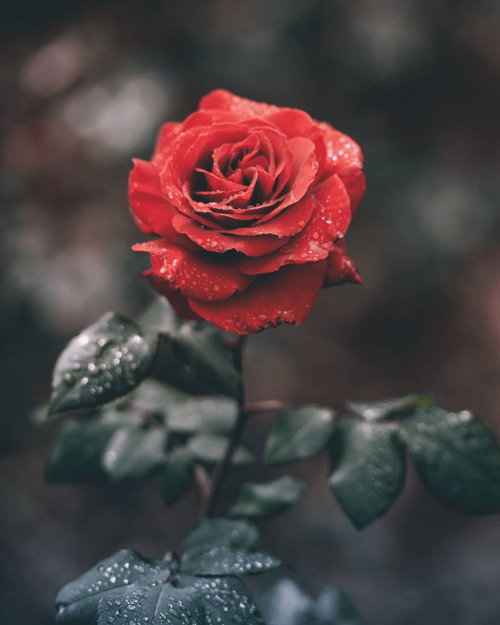 🥇 Imagen de rosas rojas flor hoja verde planta agua - 【FOTO GRATIS】  100021226