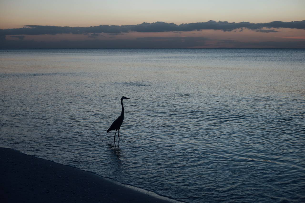 Mar, océano, agua, ola, naturaleza, playa, orilla, costa, horizonte, nube, cielo, pájaro, animal,