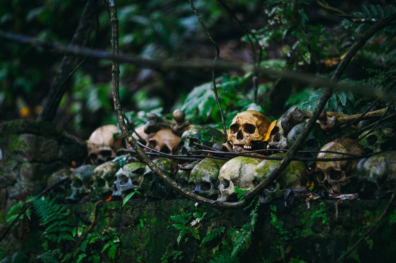 skull, skeleton, green, trees, plants, forest, wall
, 