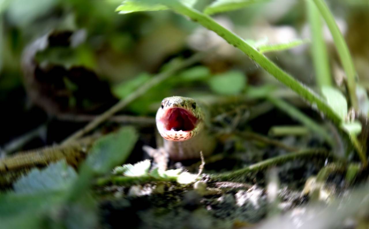 La serpiente, la vida silvestre, la selva, la naturaleza, los animales, los reptiles, la boca, la lengua, la hierba, la planta, la flor,