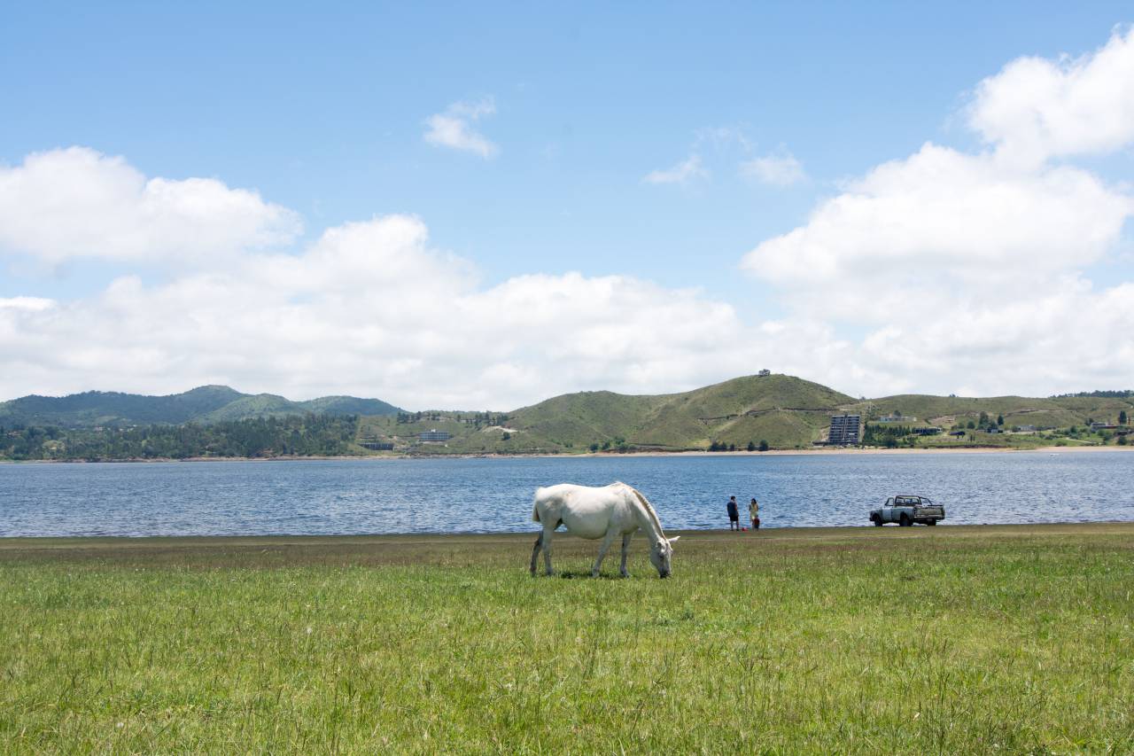 caballo, costa, lago, agua, naturaleza, paisaje, Córdoba, Argentina, al aire libre, paisaje, campo, animal, equino, pastoreo, montañas, colinas, aventura, exploración, viajes, turismo,