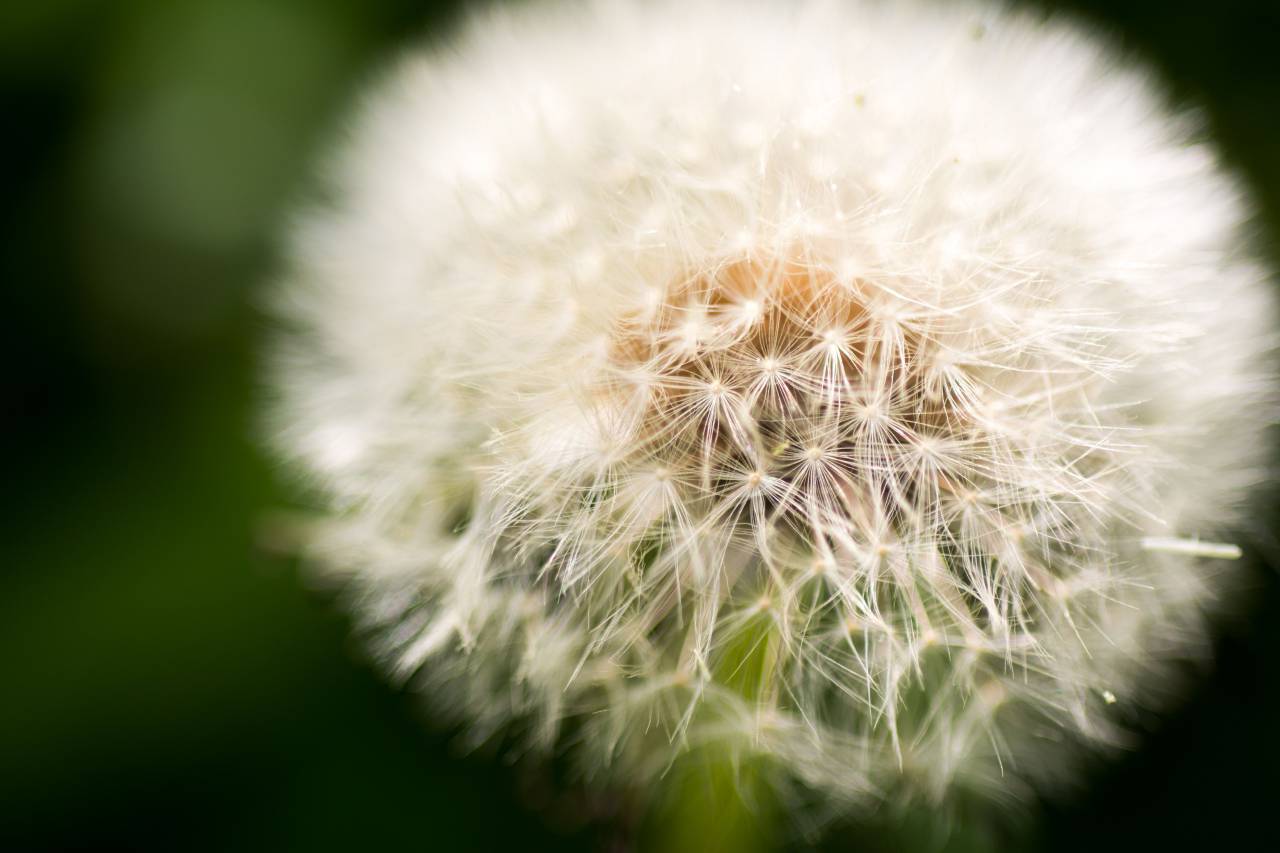 Abstract, Background, Dandelion, Flower, Fluffy, White, Seeds, Wind, Blowing, Floating, Airborne, Nature, Plant, Green, Soft, Natural, Organic, Delicate, Macro, Botanical, Close-up, Blurry, Fuzzy, Whimsical, Dreamy, 