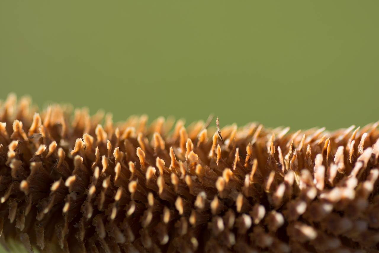 Pine tree seed, Close-up, Detail, Abies alba, Evergreen tree, Coniferous, Cone, Macro, Botanical, Natural, Forest, Woodland, Wilderness, Nature, Scenery, Flora, Fauna, Ecology, Habitat, Conservation, Environment, Seedling, Germination, Growth, Greenery, 