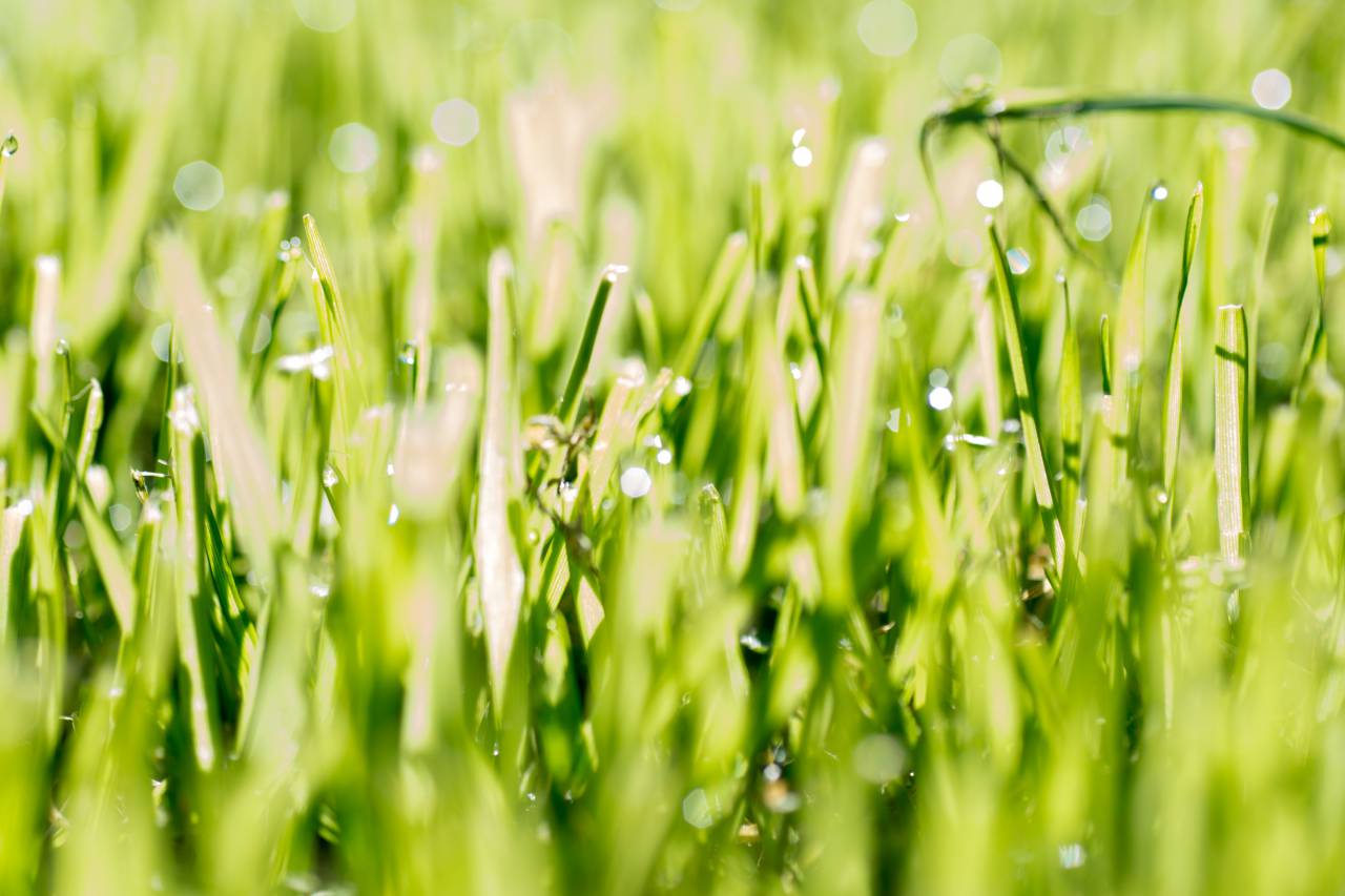 Close-up, English Grass, Rye Grass, Lolium perenne, Verde, Blades, Planta, Naturaleza, Textura, Macro, Detalle, Agricultura, Prado, Pastar, Césped, Jardinería, Primavera, Estacional, Crecimiento, Fertilizante, Suelo, Raíces , Follaje, Saludable,