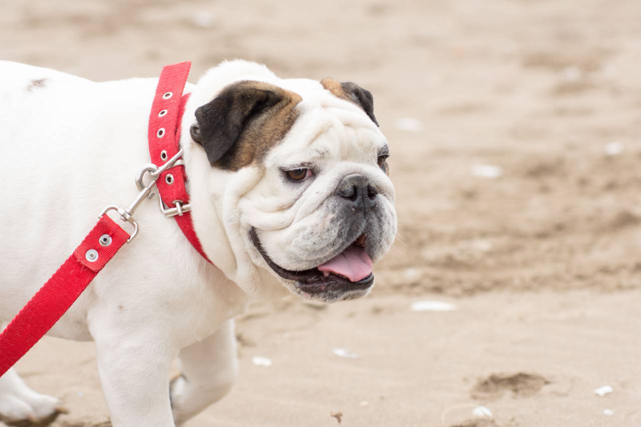 playful, pet, animal, bulldog breed, summer, beach, sandy, outdoors, canine, coast, sea, ocean, water, waves, sunny, happy, cheerful, fun, energetic, running, jumping, fetch, ball, leisure, vacation, 