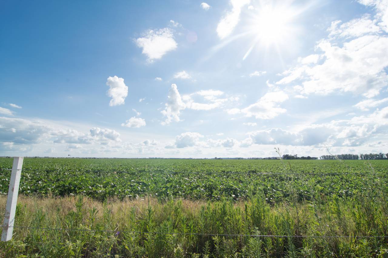 agricultura, campo, soja, plantación, córdoba, argentina, cultivo, agricultura, rural, granja, paisaje, verde, crecimiento, aire libre, naturaleza, campo, américa del sur, industria agrícola, paisaje agrícola, cosecha,
