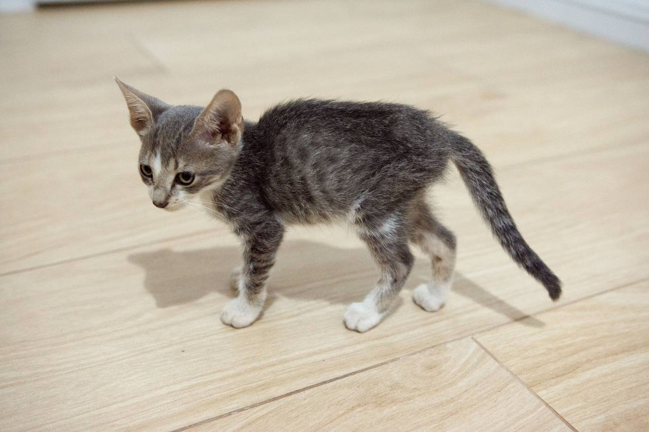 Gray, baby kitten, wooden floor, looking at camera, pet, animal, cute, adorable, feline, domestic, curious, playful, small, young, innocence, fluffy, whiskers, paws, eyes, portrait, indoor, cozy, comfortable, lovely, 