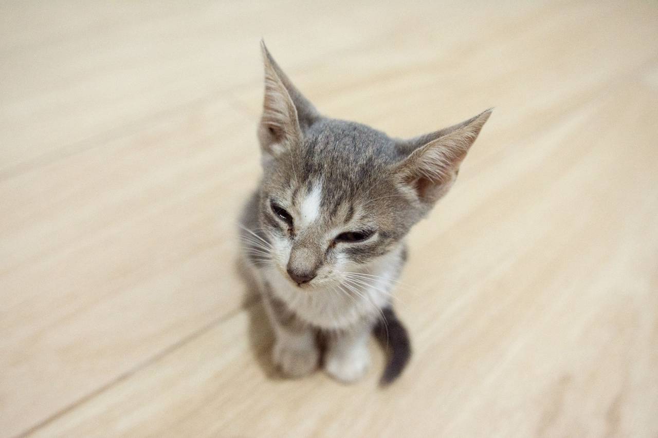 Gray, baby kitten, wooden floor, looking at camera, pet, animal, cute, adorable, feline, domestic, curious, playful, small, young, innocence, fluffy, whiskers, paws, eyes, portrait, indoor, cozy, comfortable, lovely, 