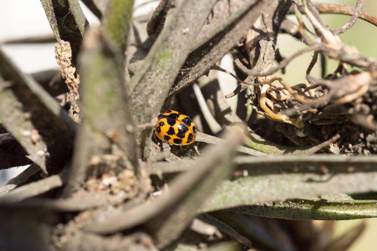 Ladybug, Insect, Coccinella septempunctata, Plant, Nature, Wildlife, Garden, Pest control, Agriculture, Ecology, Environment, Biodiversity, Spot, Red, Black, Macro, Close-up, Tiny, Beauty, Small, Harmless, Beneficial, Predator, Bug, Beetle, Polka dots, 