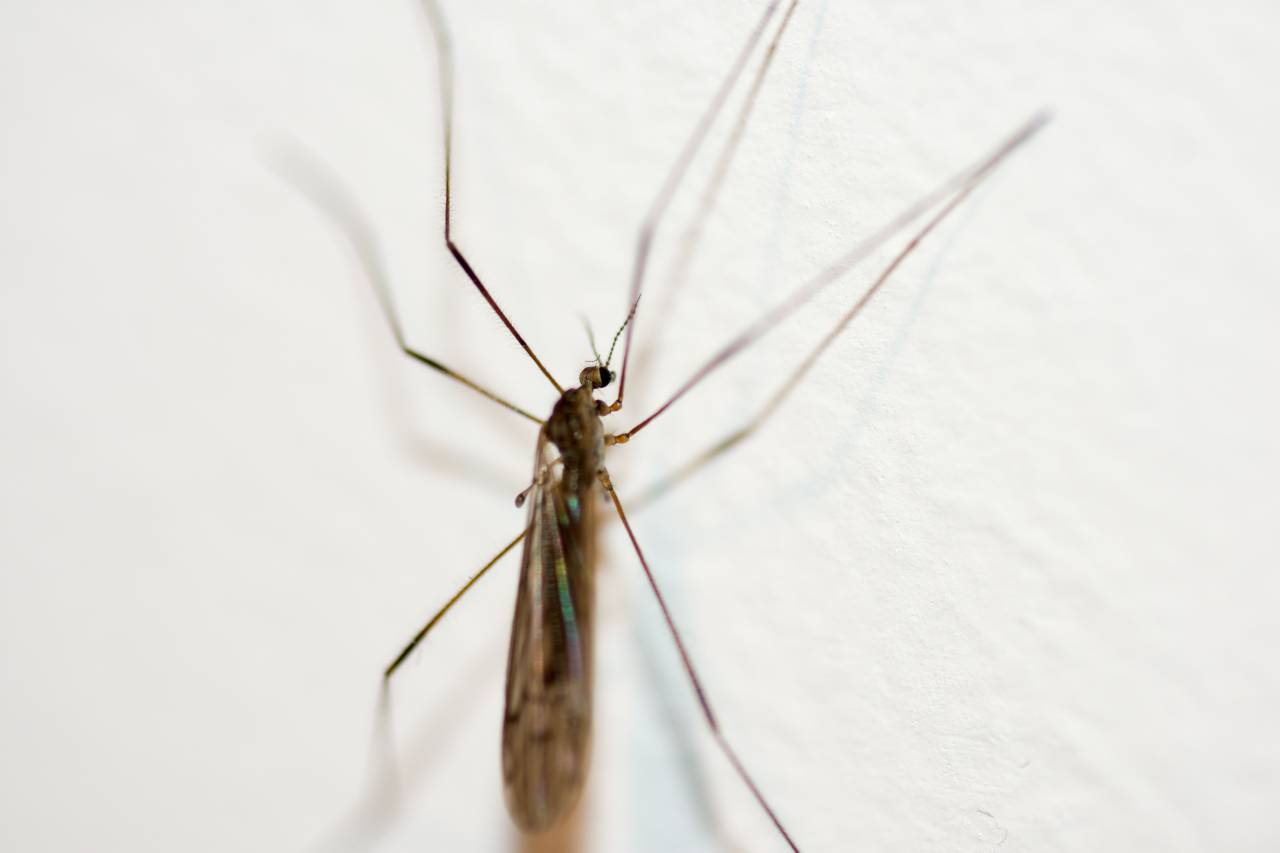 Mosquito, pared, fondo blanco, insectos, plagas, enfermedades, chupadores de sangre, malaria, dengue, Zika, Nilo occidental, picor, molesto, verano, vector, primer plano, macro, peligro, salud, higiene, erradicación, prevención alado, diminuto,