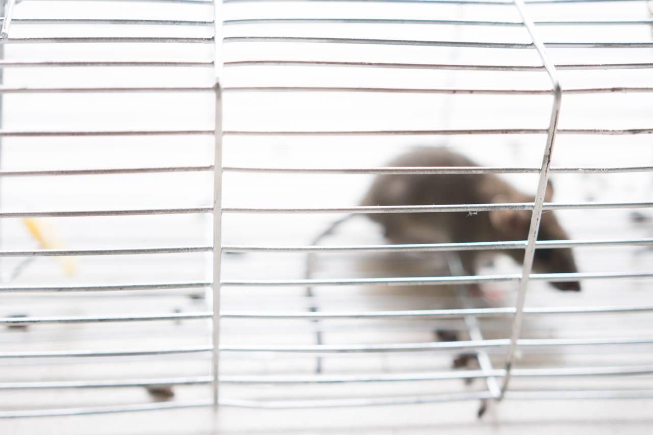 Ratón, atrapado, jaula, queso, cebo, captura, roedor, plaga, alimañas, problema, infestación, humano, trampa, presa, cazador, acero, puerta de jaula, comida, indefenso, cautivo, ansiedad, miedo, escape, supervivencia, pequeño ,