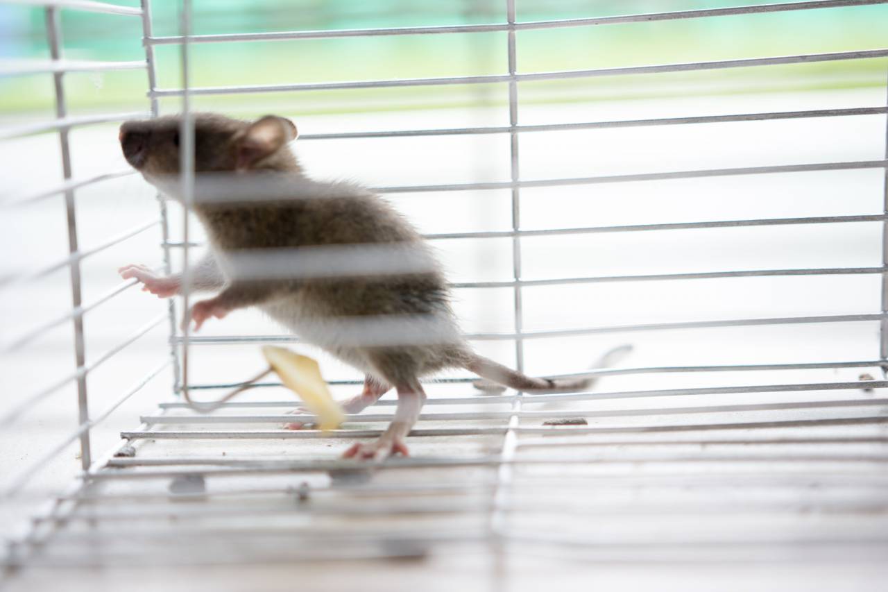 Ratón, atrapado, jaula, queso, cebo, captura, roedor, plaga, alimañas, problema, infestación, humano, trampa, presa, cazador, acero, puerta de jaula, comida, indefenso, cautivo, ansiedad, miedo, escape, supervivencia, pequeño ,