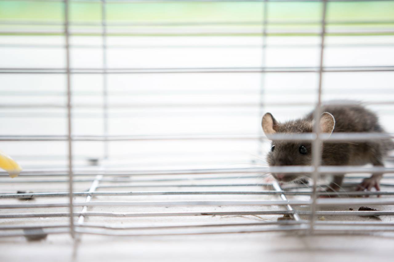 Ratón, atrapado, jaula, queso, cebo, captura, roedor, plaga, alimañas, problema, infestación, humano, trampa, presa, cazador, acero, puerta de jaula, comida, indefenso, cautivo, ansiedad, miedo, escape, supervivencia, pequeño ,
