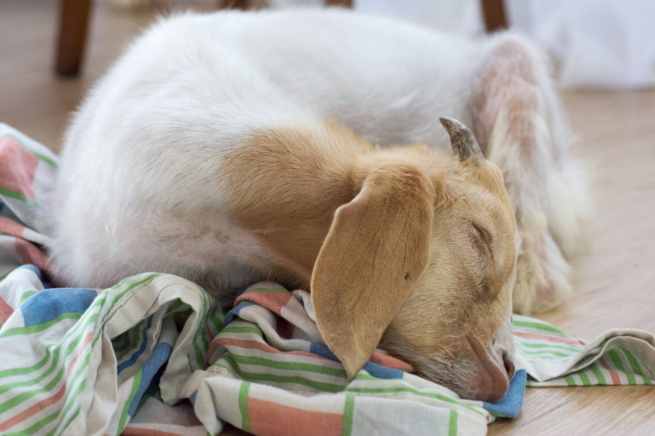 Pet, Baby goat, Sleeping, Wooden floor, Cozy, Rest, Relaxation, Domesticated, Cute, Adorable, Animal, Livestock, Rural, Countryside, Barn, Agriculture, Farming, Husbandry, Resting, Peaceful, Comfort, Indoor, Home, Domestic, Serene, Tranquil, 