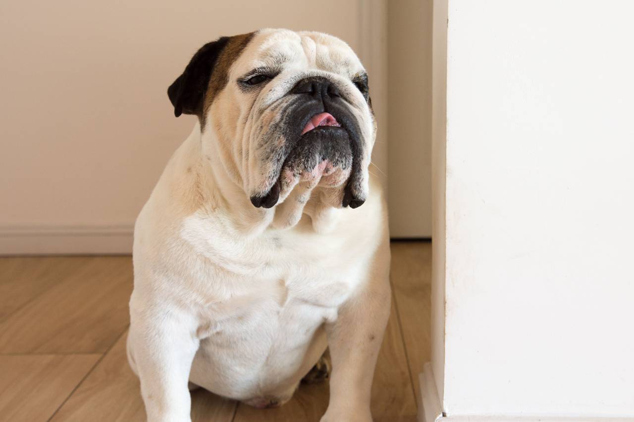 English bulldog, Portrait, Home, Wooden floor, Domestic animals, Canine, Purebred, Indoor, Comfortable, Relaxation, Domesticated pets, Cute, Resting, Pet ownership, Animal companionship, Furry friend, Loyalty, Cozy, Contentment, Love, 