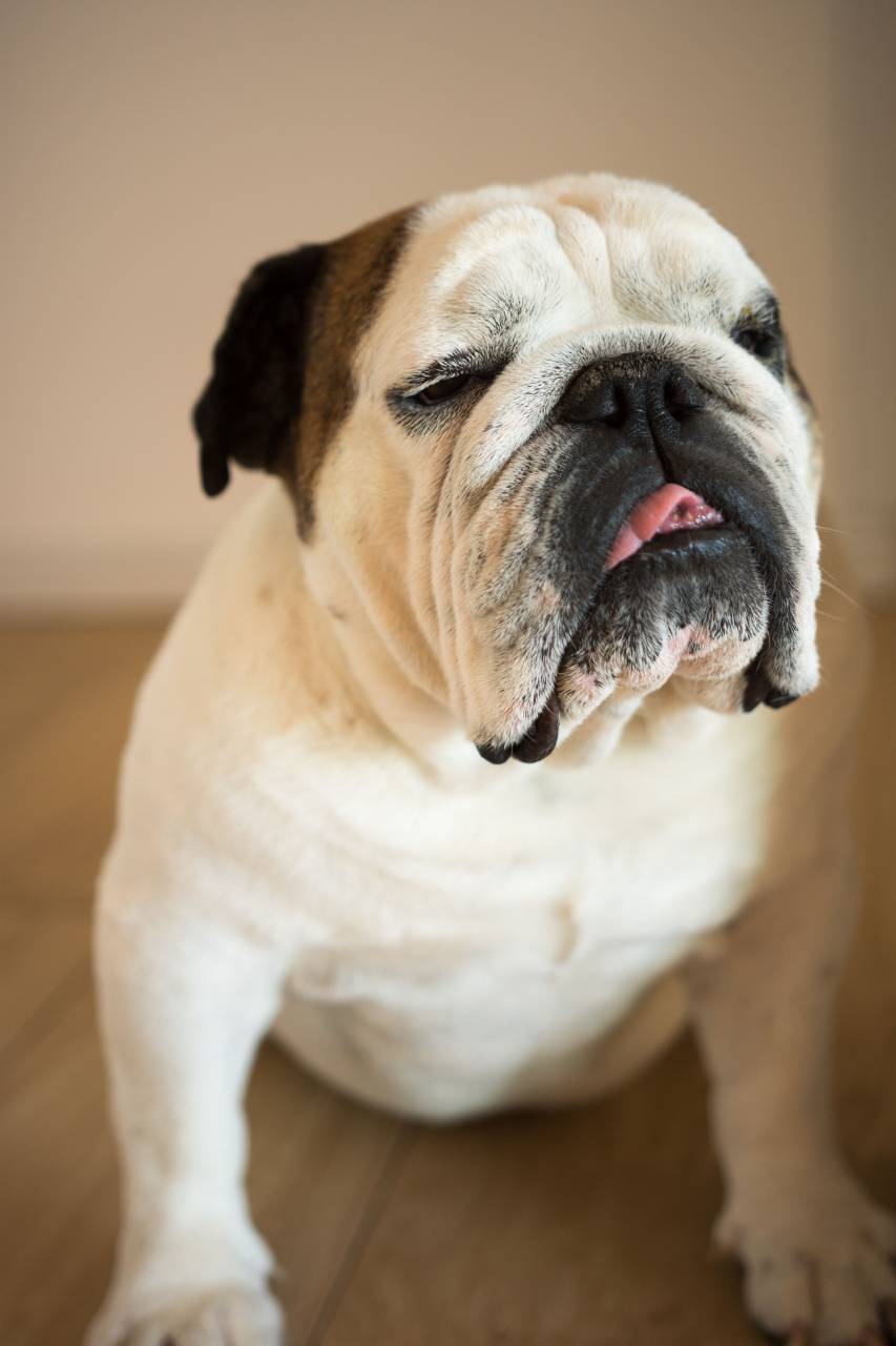 English bulldog, Portrait, Home, Wooden floor, Domestic animals, Canine, Purebred, Indoor, Comfortable, Relaxation, Domesticated pets, Cute, Resting, Pet ownership, Animal companionship, Furry friend, Loyalty, Cozy, Contentment, Love, 