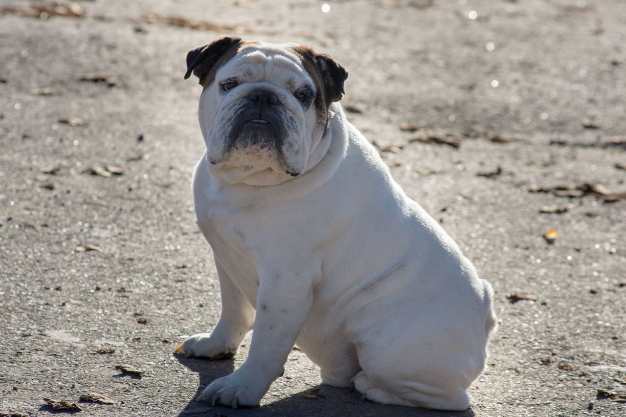 encantador, bestia, bulldog, cánido, compañía, simpáticos, perruno, empleada domestica, inglés, amistoso, piel, raro, leal, mamífero, al aire libre, mascotas, retratos, de pura raza, sentadas, via, tierno, lengua, urbanístico, clara, arrugado,